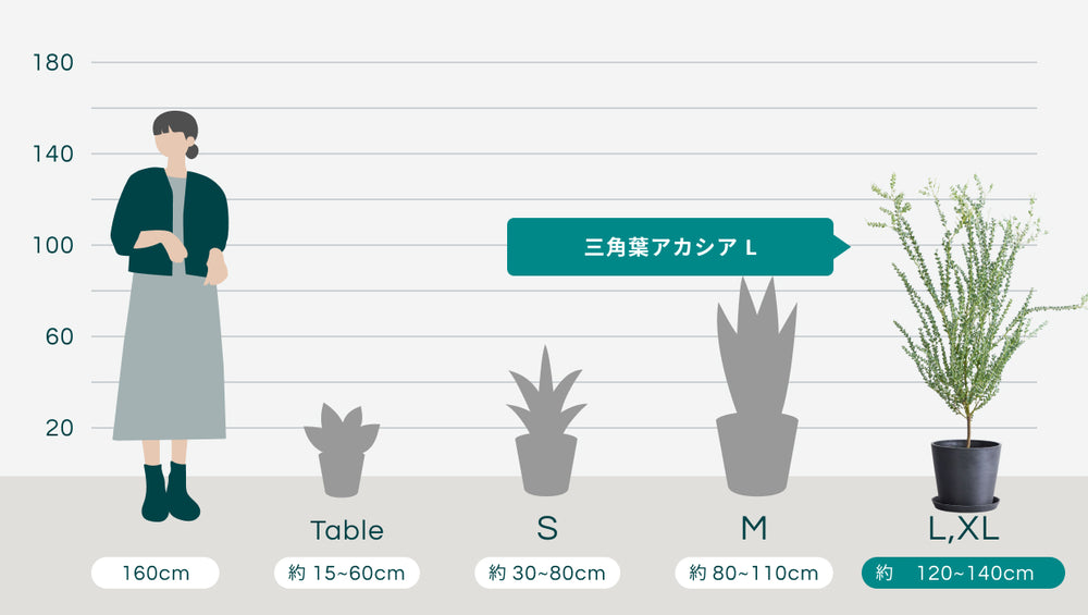 三角葉アカシア Lのサイズ