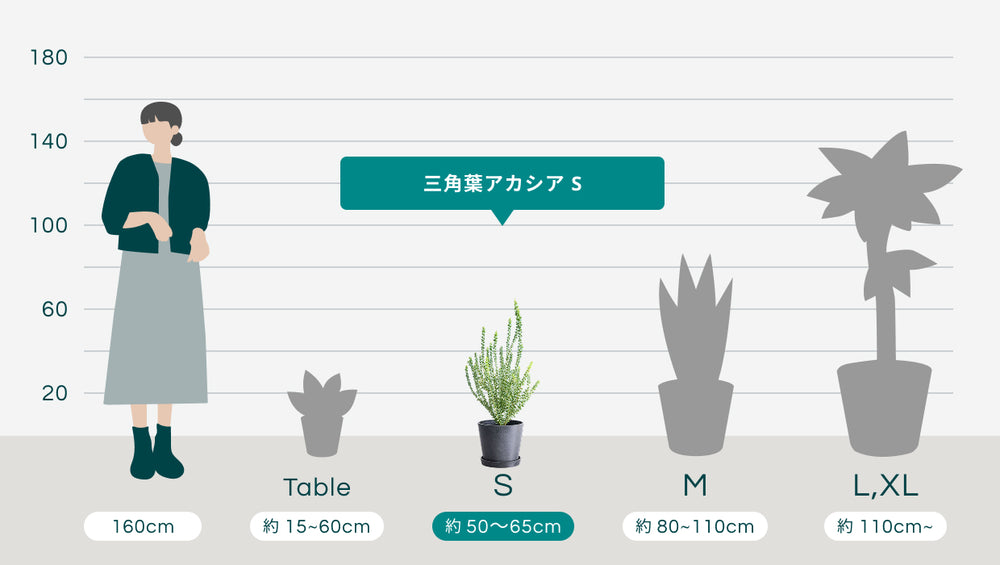 三角葉アカシア Sのサイズ
