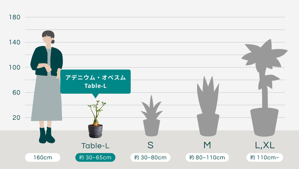 アデニウム・オベスム Table-Lのサイズ
