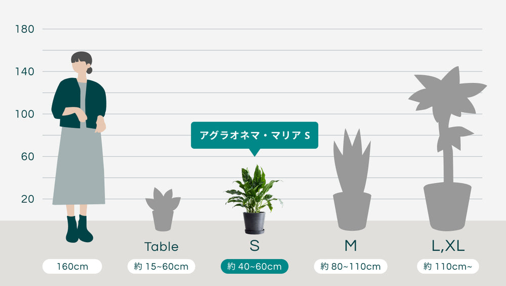 アグラオネマ・マリア Sのサイズ