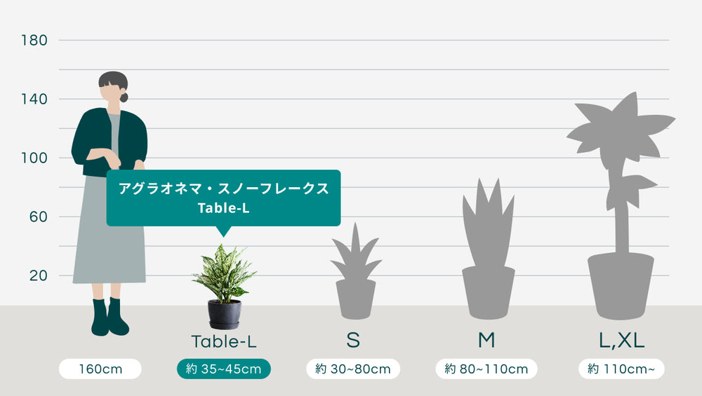 アグラオネマ・スノーフレークス Table-Lのサイズ