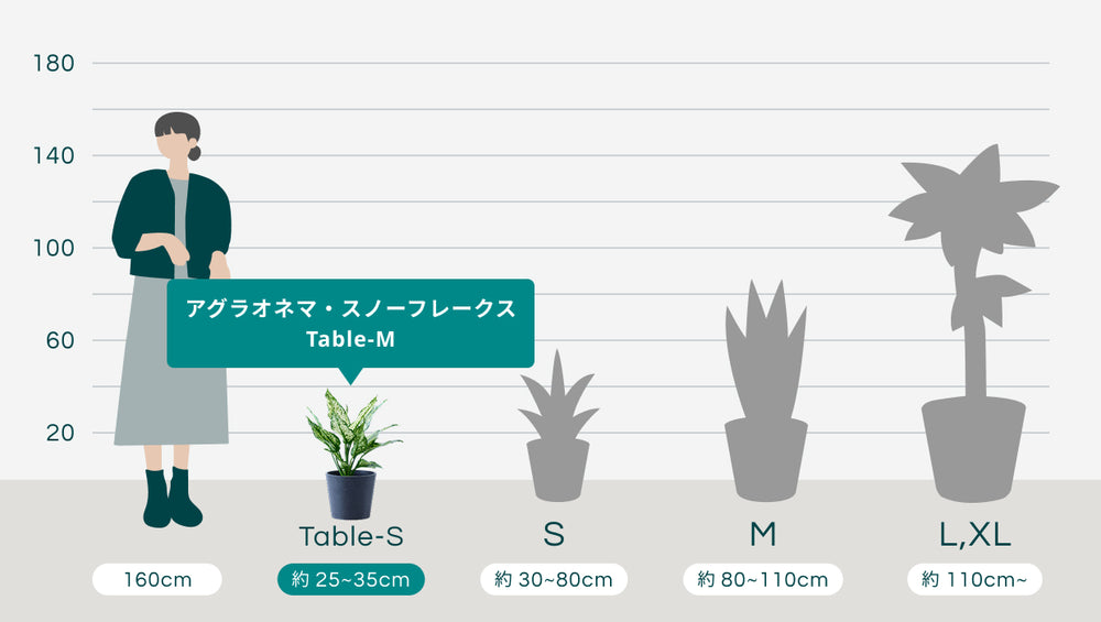 アグラオネマ・スノーフレークス Table-Mのサイズ