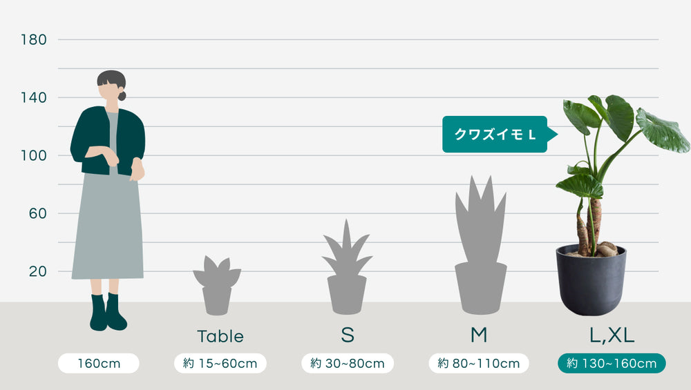 クワズイモ Lのサイズ