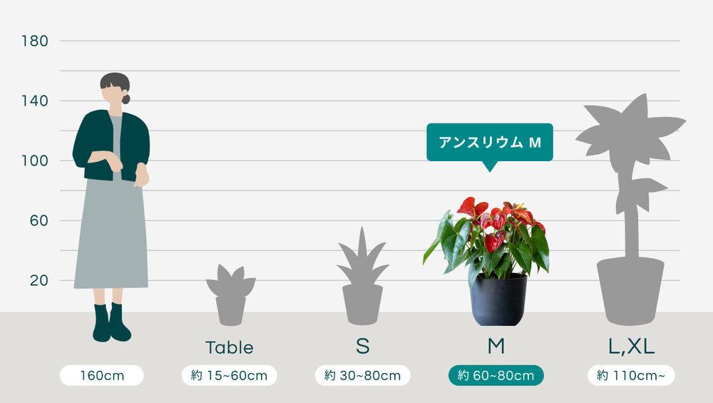 アンスリウム Mのサイズ