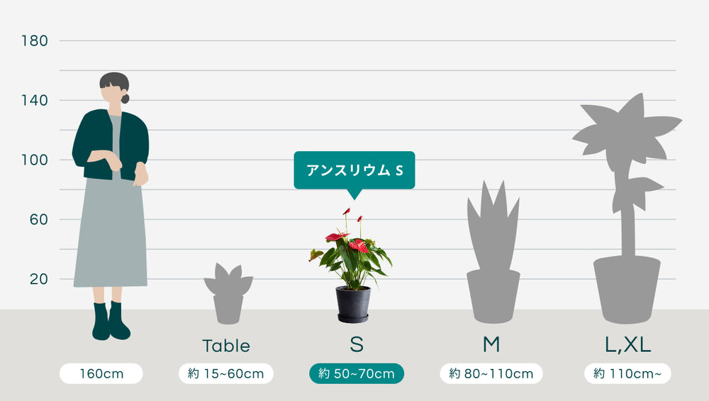 アンスリウム Sのサイズ