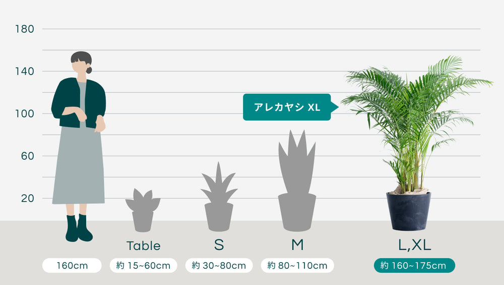 アレカヤシ XL【首都圏限定】のサイズ