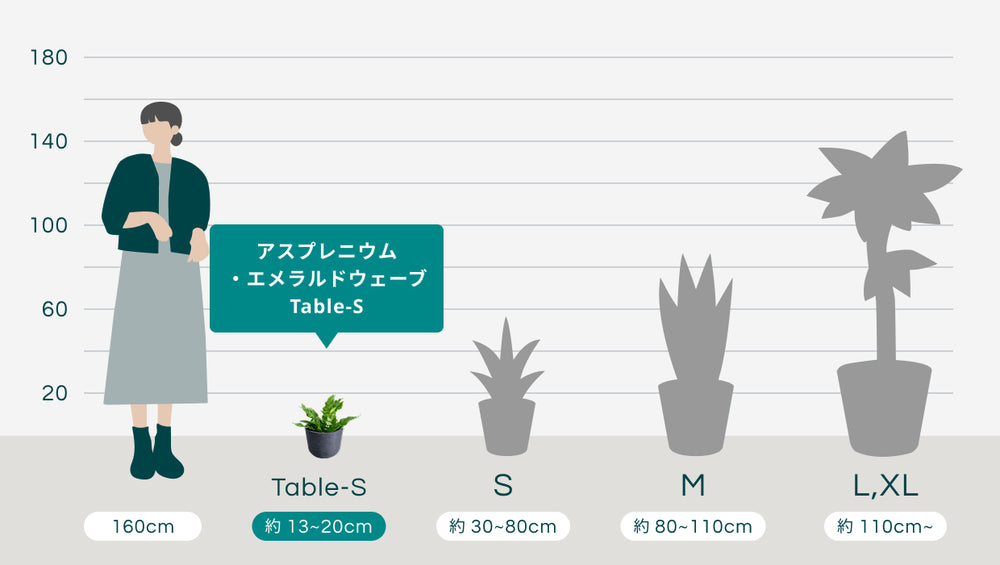 アスプレニウム・エメラルドウェーブ Table-Sのサイズ