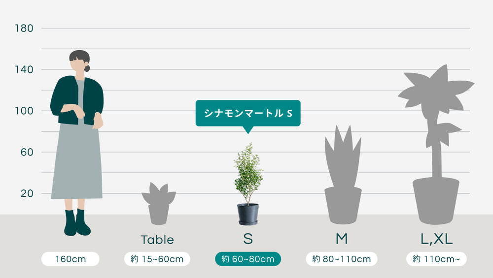 シナモンマートル Sのサイズ