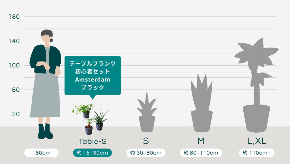 テーブルプランツ 初心者セット Amsterdam ブラックのサイズ
