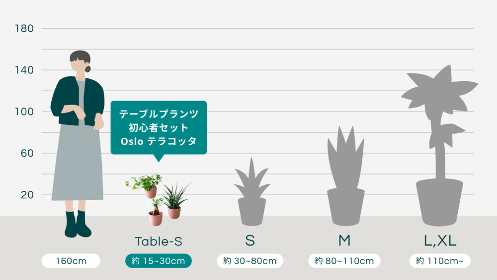 テーブルプランツ 初心者セット Oslo テラコッタのサイズ