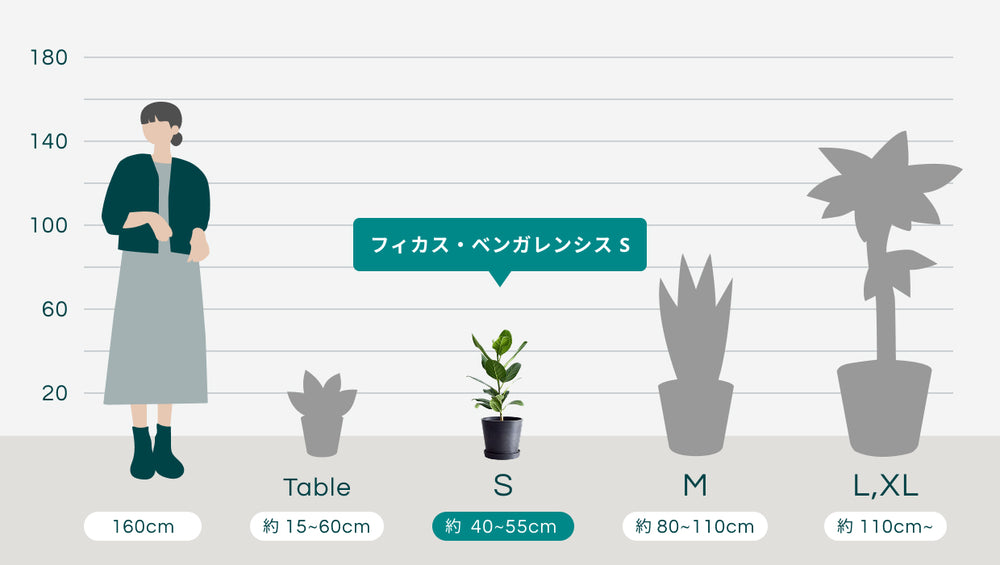 フィカス・ベンガレンシス Sのサイズ