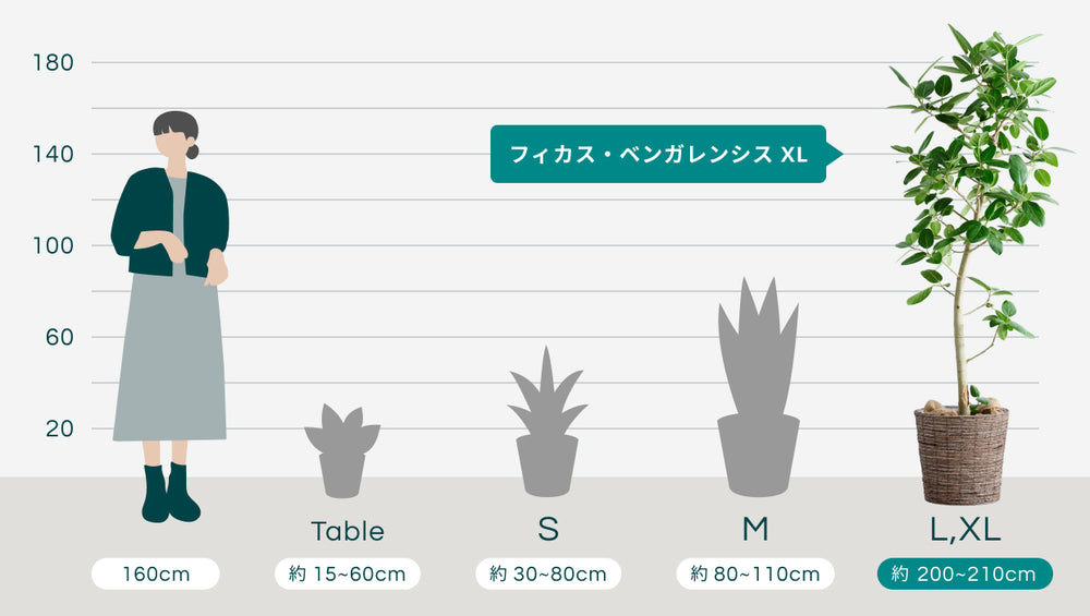 フィカス・ベンガレンシス XL 【首都圏限定】(バナナリーフバスケット ブラウン)のサイズ