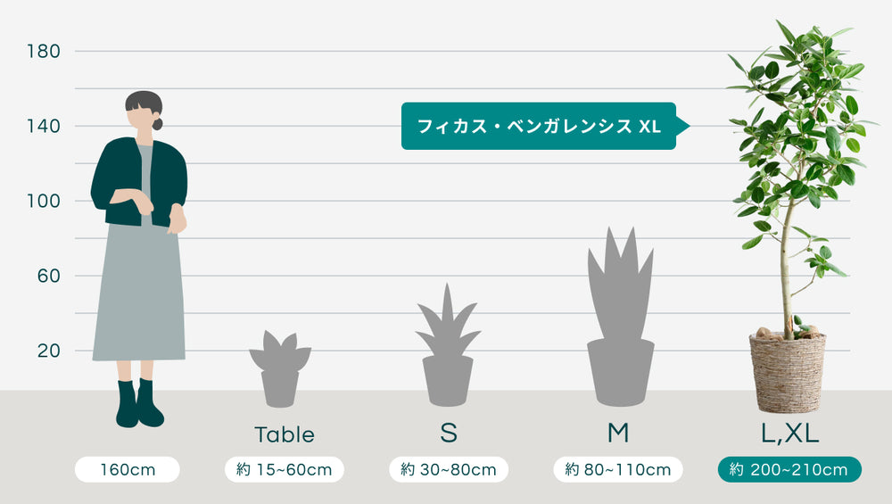 フィカス・ベンガレンシス XL 【首都圏限定】(バナナリーフバスケット ナチュラル)のサイズ