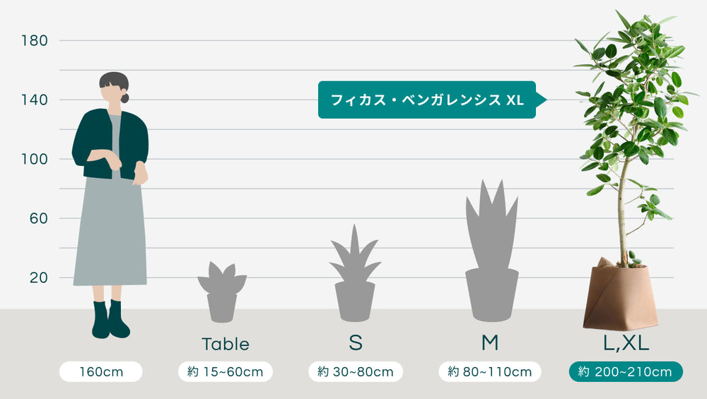 フィカス・ベンガレンシス XL 【首都圏限定】(レザーカバー ベージュ)のサイズ
