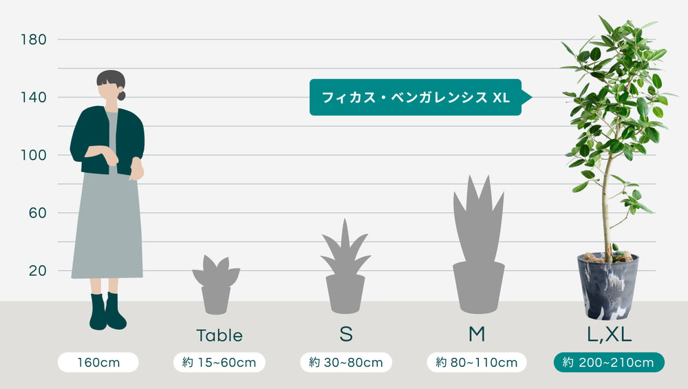 フィカス・ベンガレンシス XL 【首都圏限定】(樹脂ポット ブラックマーブル)のサイズ