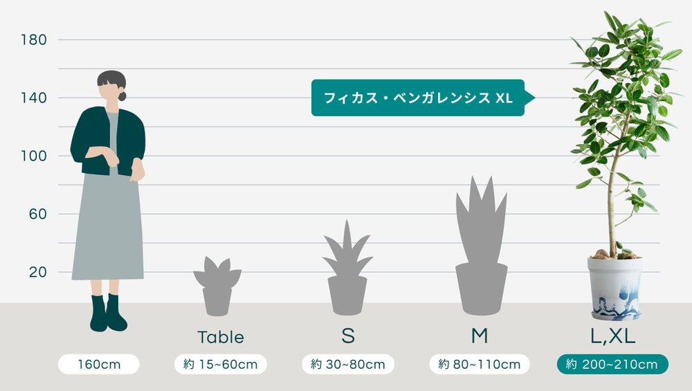 フィカス・ベンガレンシス XL 【首都圏限定】(アーバンプランツポット マーブルミルク)のサイズ