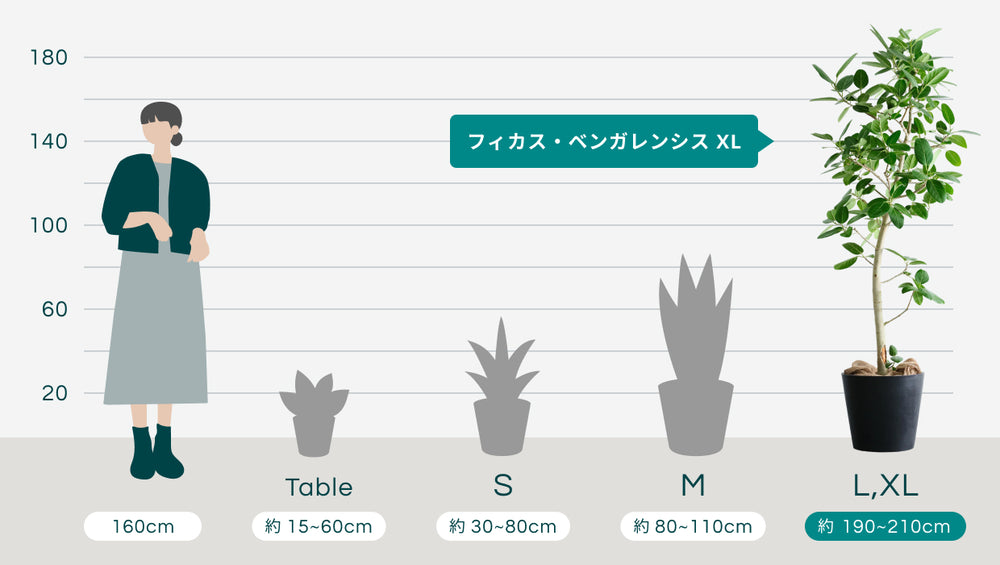フィカス・ベンガレンシス XL 【首都圏限定】のサイズ