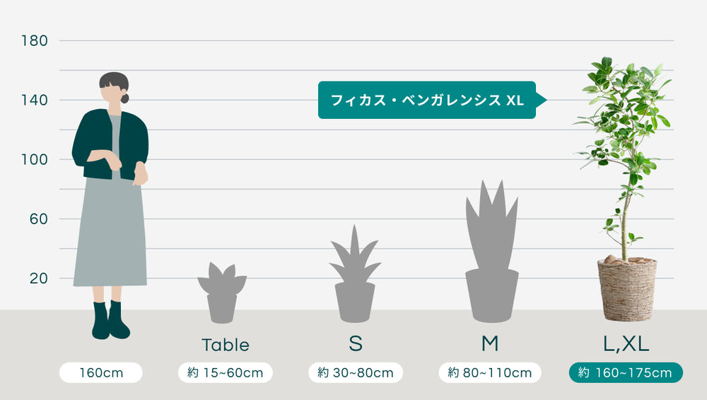 フィカス・ベンガレンシス XL 【全国発送可能】(バナナリーフバスケット ナチュラル)のサイズ
