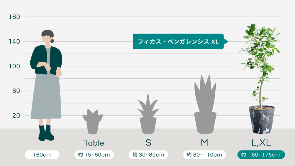 フィカス・ベンガレンシス XL 【全国発送可能】(樹脂ポット ブラックマーブル)のサイズ