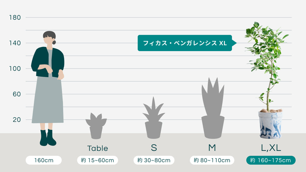 フィカス・ベンガレンシス XL 【全国発送可能】(アーバンプランツポット マーブルミルク)のサイズ