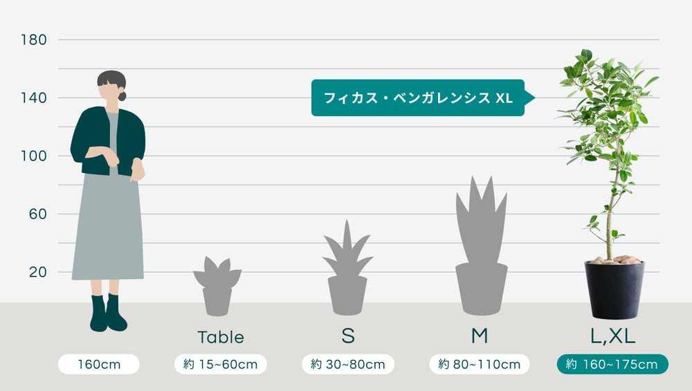 フィカス・ベンガレンシス XL 【全国発送可能】のサイズ