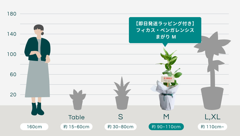 【即日発送ラッピング付き】フィカス・ベンガレンシス まがり M (Amsterdam ホワイトグレー)のサイズ