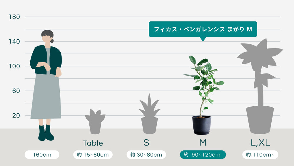 フィカス・ベンガレンシス まがり Mのサイズ