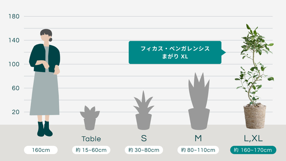 フィカス・ベンガレンシス まがり XL 【首都圏限定】(バナナリーフバスケット ナチュラル)のサイズ