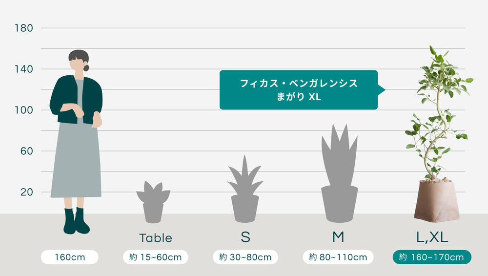 フィカス・ベンガレンシス まがり XL 【首都圏限定】(レザーカバー ベージュ)のサイズ