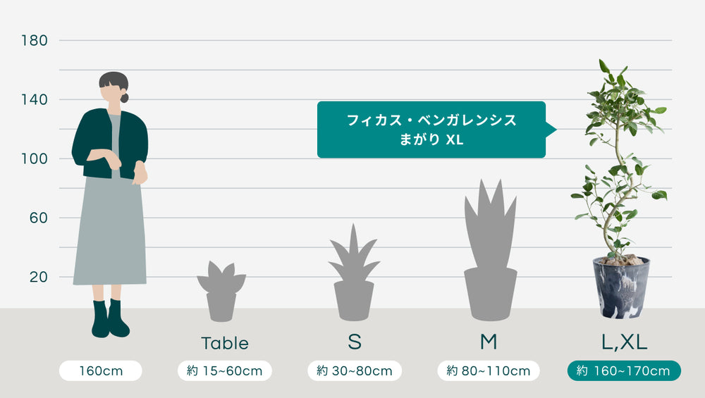 フィカス・ベンガレンシス まがり XL 【首都圏限定】(樹脂ポット ブラックマーブル)のサイズ