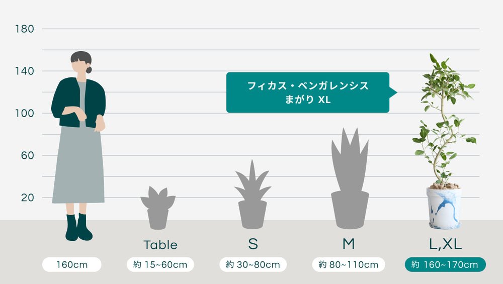 フィカス・ベンガレンシス まがり XL 【首都圏限定】(アーバンプランツポット マーブルミルク)のサイズ