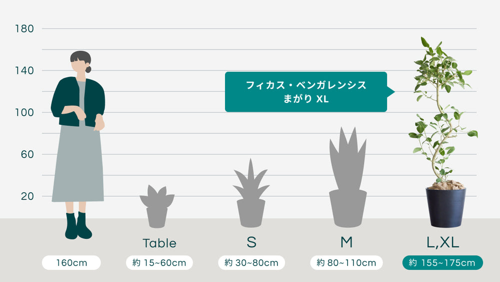 フィカス・ベンガレンシス まがり XL 【首都圏限定】のサイズ