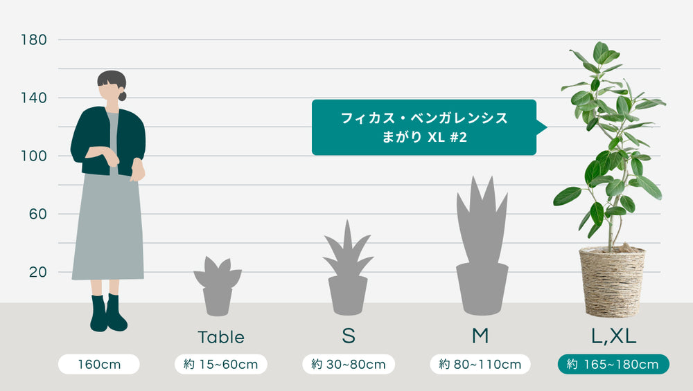 フィカス・ベンガレンシス まがり XL #2   (バナナリーフバスケット ナチュラル)のサイズ