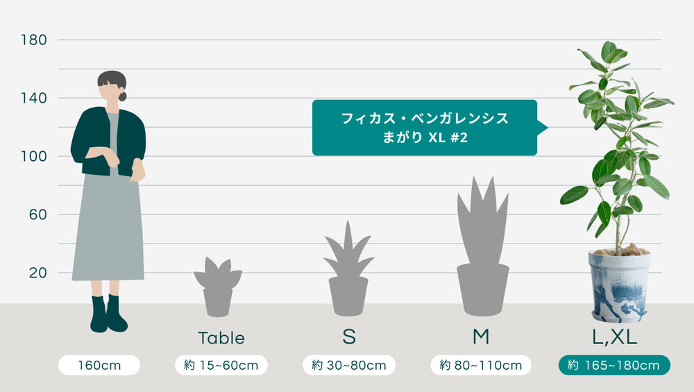 フィカス・ベンガレンシス まがり XL #2   (アーバンプランツポット マーブルミルク)のサイズ