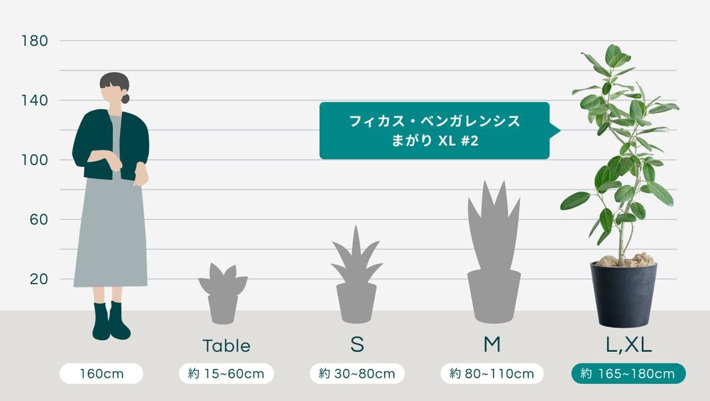 フィカス・ベンガレンシス まがり XL #2のサイズ