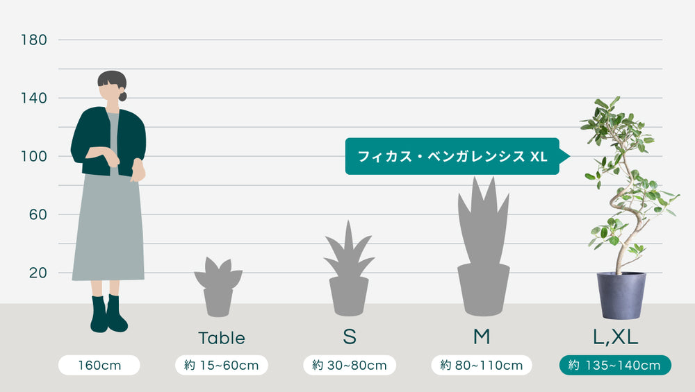 フィカス・ベンガレンシス まがりL 〈沖縄産〉のサイズ