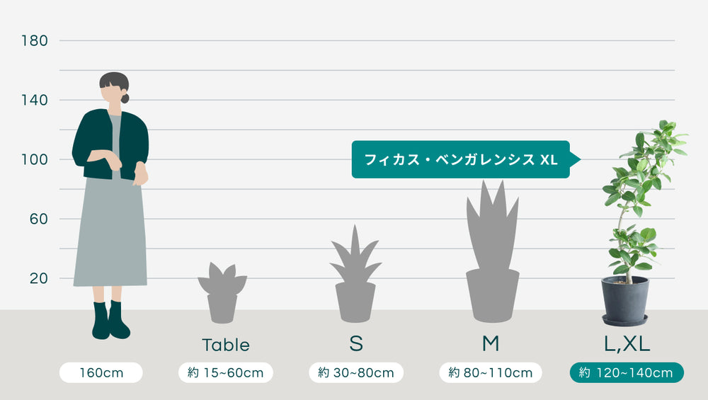 フィカス・ベンガレンシス カーブ Lのサイズ