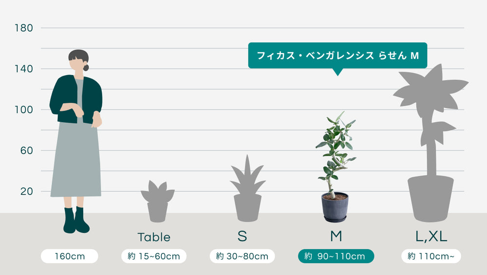 フィカス・ベンガレンシス らせん M　のサイズ