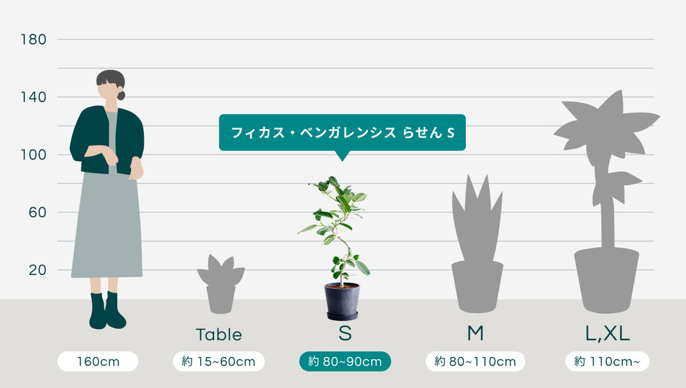 フィカス・ベンガレンシス らせん Sのサイズ
