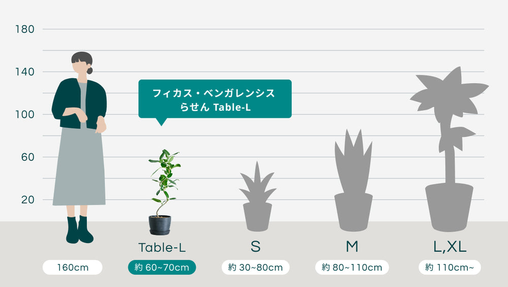 フィカス・ベンガレンシス らせん Table-Lのサイズ