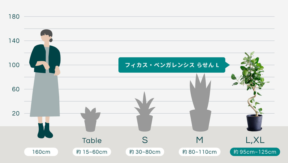 フィカス・ベンガレンシス らせん L〈沖縄産〉のサイズ