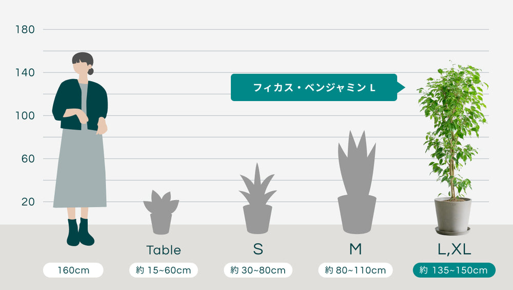 フィカス・ベンジャミン Lのサイズ