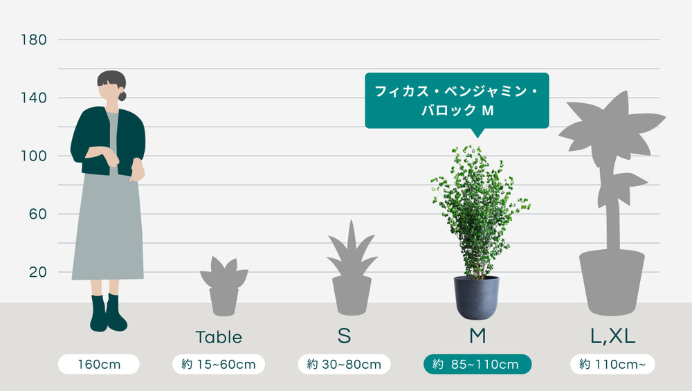 フィカス・ベンジャミン・バロック Mのサイズ