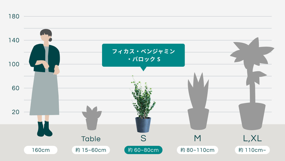 フィカス・ベンジャミナ・バロックSのサイズ