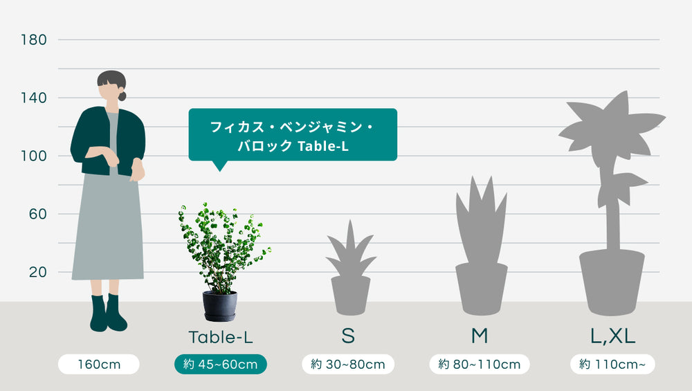 フィカス・ベンジャミン・バロック Table-Lのサイズ