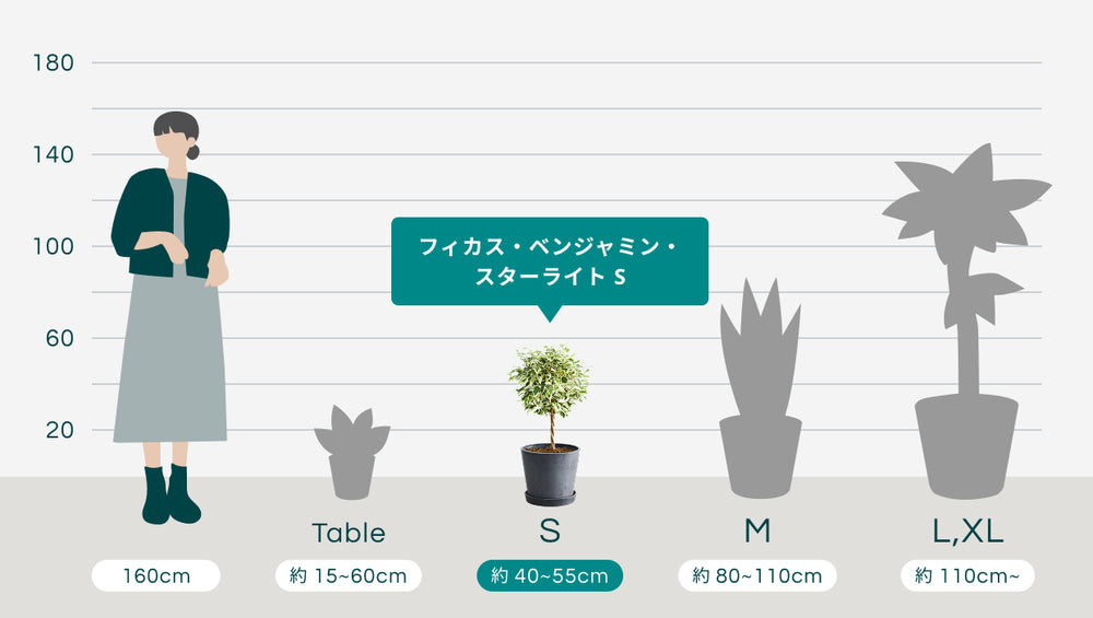 フィカス・ベンジャミン・スターライト Sのサイズ