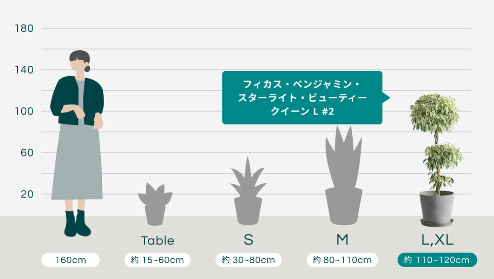 フィカス・ベンジャミン・スターライト・ビューティークイーン  L #2のサイズ