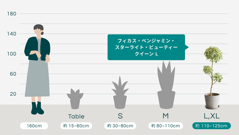 フィカス・ベンジャミン・スターライト・ビューティークイーン  Lのサイズ