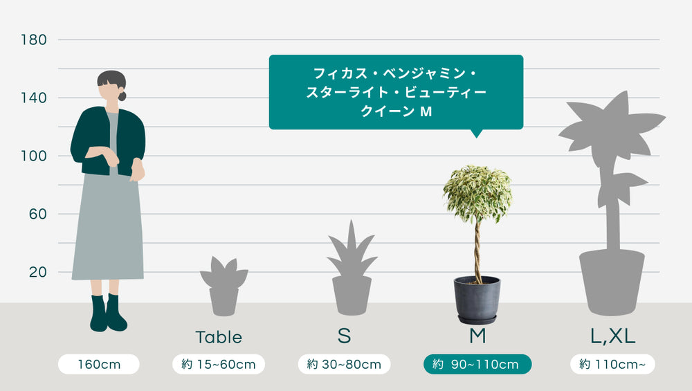フィカス・ベンジャミン・スターライト・ビューティークイーン  Mのサイズ