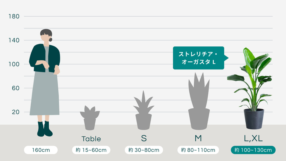 ストレリチア・オーガスタ Lのサイズ